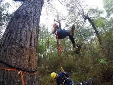 Científicos Exigen Políticas Públicas Específicas para Proteger el Bosque Mesófilo de Montaña